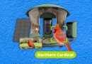 Best Bird Feeders With Cameras, Tested and Reviewed (2025)