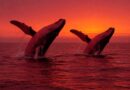 Whales Lose Big In $8.58 Million Sell-Off