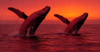 Whales Lose Big In $8.58 Million Sell-Off