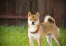 Shiba Inu Could Erupt 500%—Analyst Sounds The Alarm