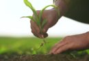 Rootstock Achieved Record Merged Mining Participation Despite Declining User Activity in Q1