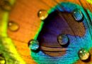 Peacock Feathers Are Stunning. They Can Also Emit Laser Beams