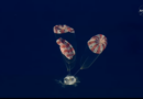 Artemis 2 splashdown: Photos, videos of the astronauts’ return