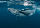 2013 Bitcoin Whale Wallet Transfers 500 BTC After 12 Years of Dormancy