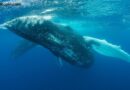 Whale Who Spent $62M on Uniswap and Compound Tokens Is Now Selling at a $39.7M Loss