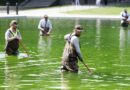 Why the Reflecting Pool Is Full of Algae After Trump’s Renovation