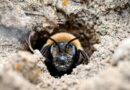 Millions of Bees Have Thrived Under a New York Cemetery for More Than a Century