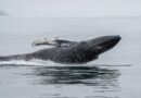 Ethereum Whale Capitulates After 3 Years, Losses Top $19 Million