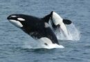 DEXE Defies Market Slump With Record Whale Transactions and User Growth