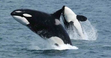 DEXE Defies Market Slump With Record Whale Transactions and User Growth