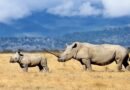 Safaricom Teams With Chainalysis as AI Hunts Payments Linked to Illegal Wildlife Trade