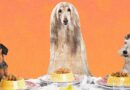 We Make Lovely Home-Cooked Meals for Ourselves. Why Not Do the Same for Our Dogs?