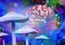 Psilocybin Might Make Your Brain Live in the Moment