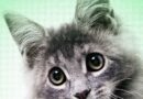 AI Slop Is Ruining Cute Animals on the Internet