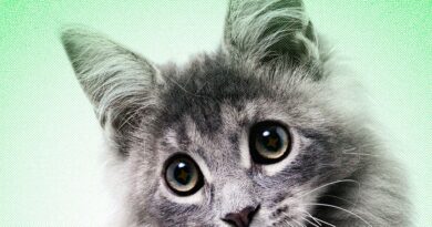 AI Slop Is Ruining Cute Animals on the Internet