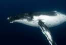 Satoshi-Era Bitcoin Whale Awakens, Moves $48M in Vintage BTC